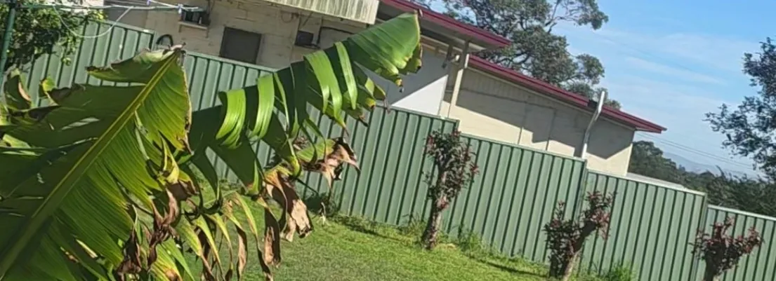 The garden and front fence of a home